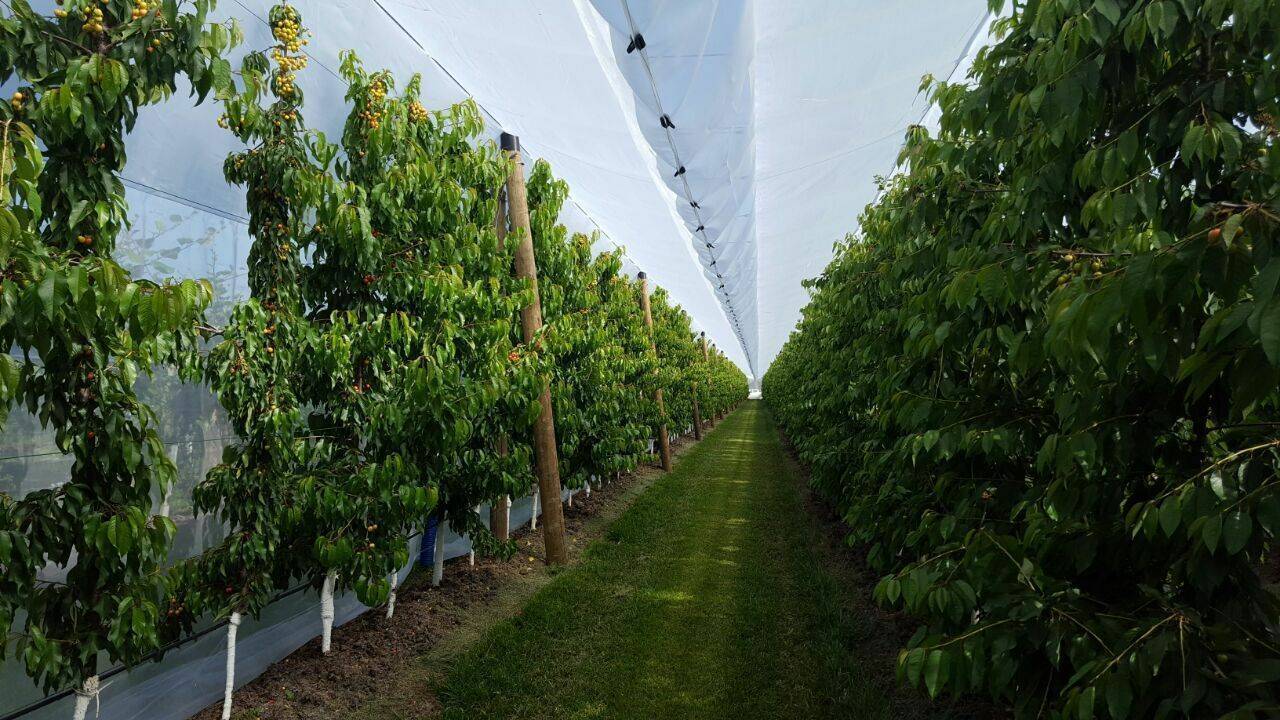 arrigoni-agrotextiles-eima-protecta|Arrigoni-plagas-horticolas-frutales
